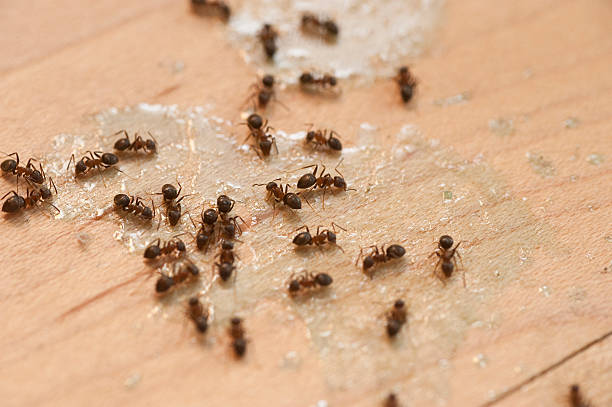 Best Flea Control Services  in Charleston, MS