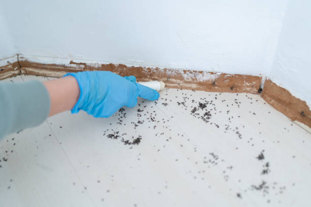 Best Bed Bug Extermination  in Charleston, MS